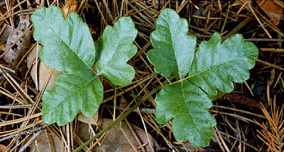 Leaves of Three, Let it Be